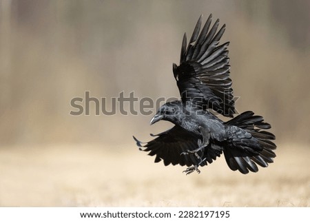 Bird Common Raven Corvus corax, dark style big black scary bird flying, Halloween Royalty-Free Stock Photo #2282197195