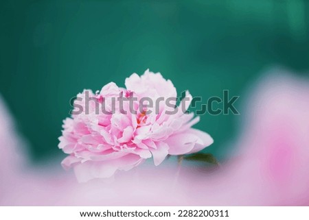 pink peony on a blurry background, a soft pink flower on a green background, macro photo of a delicate peony, large pink peony, beautiful garden flower, pink peony desktop wallpaper