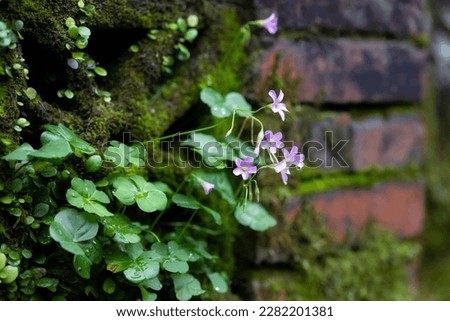 Many four-leaf clover on a brick wall covered with morning dew