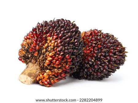 Two large fresh palm oil bunches isolated on white background. Clipping path. Royalty-Free Stock Photo #2282204899