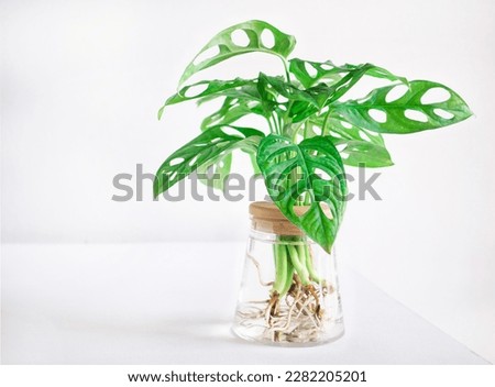 Monstera adansonii (Monstera Obliqua Miq) "Monkey leaf" swiss cheese plant in transparent hydroponic flower pot water planting on white wooden background. Home decoration, space for your text.
 Royalty-Free Stock Photo #2282205201