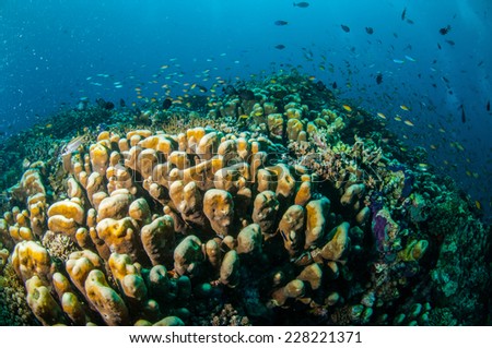 Various reef fishes swim above coral reefs in Gili, Lombok, Nusa Tenggara Barat, Indonesia underwater photo. There are Spotfin squirrelfish Neoniphon sammara, hard coral reefs and anthias