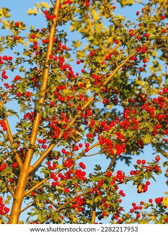 in autumn, when the sun is shining, a bush with red berries, with rowan berries