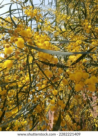 Morning. Good morning. Mimosa tree. Mimosa. 8 March. International womens day. Yellow. Yellow flowers. Lovely flowers. Lovely tree.Nature. wild nature.yellow mood.