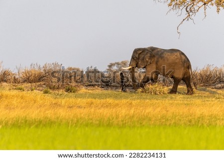 One big male African Elephant, Loxodonta Africana, standing next to the Okavango river in the okavang Delta, Botswana, around sunset.
