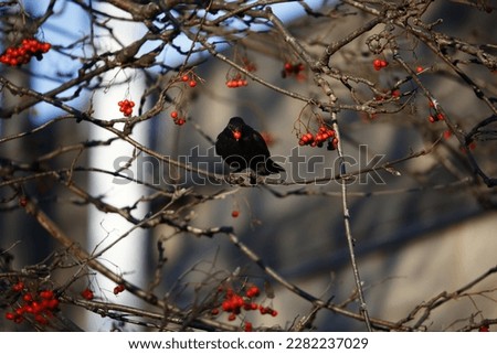 Blackbirds feasting on winter rowan berries