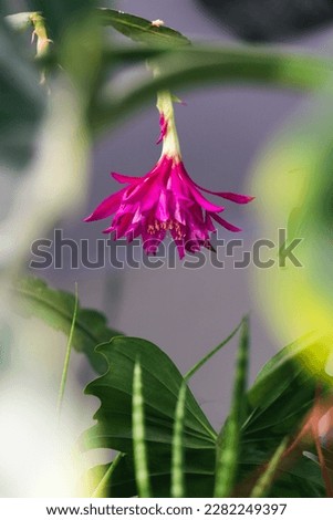 epiphyllum flower blooming with pink color