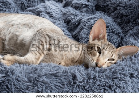 Oriental shorthair tabby kitten with green eyes lies near the window. Royalty-Free Stock Photo #2282258861