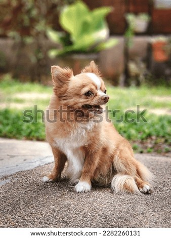 Portrait of brown long hair chihuahua dog sitting in the garden , smiling and looking away.