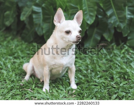 Portrait  of a cute brown short hair chihuahua dog sitting  on green grass in the garden,  looking away curiously.