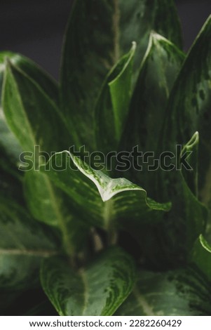 a photo of an aglonema plant in a pot, where the picture is taken in the afternoon on the home page with a focus on the tips of the leaves.