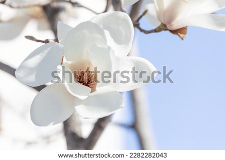 White magnolia flowers in full bloom on a tree branch. warm spring sunshine Royalty-Free Stock Photo #2282282043
