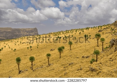 the beautiful Simien Mountain- Ethiopia.