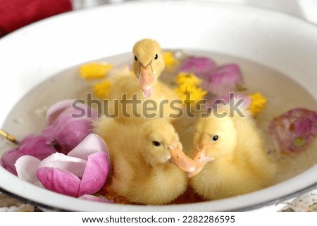 Three little baby duck bathe in a basin