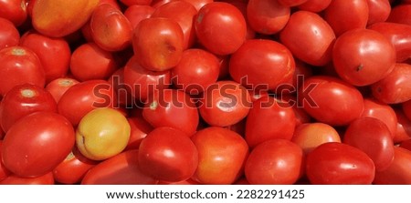 This is a picture of fresh tomatos  .Tomatos are healthy for health 