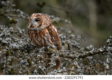 Portrait of a Tawny owl (strix aluco) sitting on a lichen-covered larch branch. Rainy spring day. Tawny owl or brown owl (Strix aluco) is a stocky, medium-sized owl commonly found in woodlands. Royalty-Free Stock Photo #2282291791