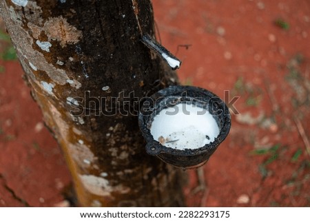 Latex extracted from tapped rubber tree as a source of natural rubber Latex raw material. Hevea brasiliensis forest. Royalty-Free Stock Photo #2282293175