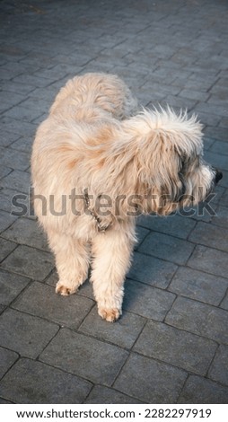 Hairy dog standing in a patio