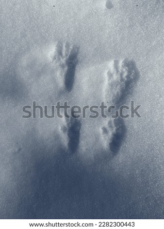 Animal tracks in the snow. Squirrel tracks. Wildlife. Norway