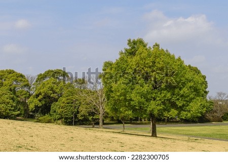 Park with big trees, blue sky, lawn and trees, refreshing sunlight filtering through the trees, refresh image, background material, Royalty-Free Stock Photo #2282300705