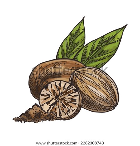 Nutmeg seed sketch isolated. Vector fragrant or true nut food for seasoning or spice. Sliced snack sign. Dried fruit for vegan or vegetarian gourmet. Hand drawn kernel. Botany and culinary theme. Royalty-Free Stock Photo #2282308743