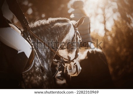  A rear view of a beautiful dappled gray horse with a rider in the saddle, walking in the park on an autumn sunny day with another horse. Horse riding. Royalty-Free Stock Photo #2282310969