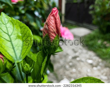 Vibrant Red and Gold Hibiscus Bud Blooming with Beauty - Perfect for Nature, Floral, and Tropical Themes - High-Quality Stock Photo for Download on Shutterstock