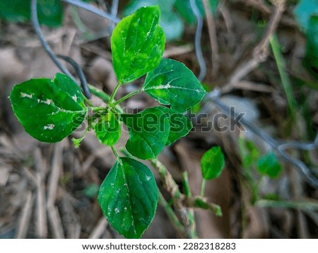 Vibrant Green Leaf - Symbol of Freshness, Growth, and Renewal - Perfect for Environmental, Health and Wellness, and Natural Lifestyle Concepts - High-Quality Stock Photo for Your Design Needs