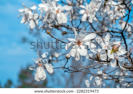 The branch of blooming white magnolia at the sunny day