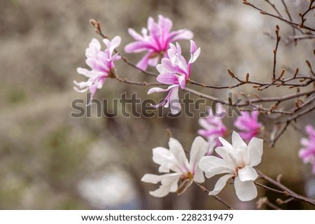 Natural light picture of magnolia flowers on the branches