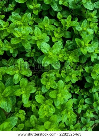 i captured the picture of mint  plants with the fresh green colour . 