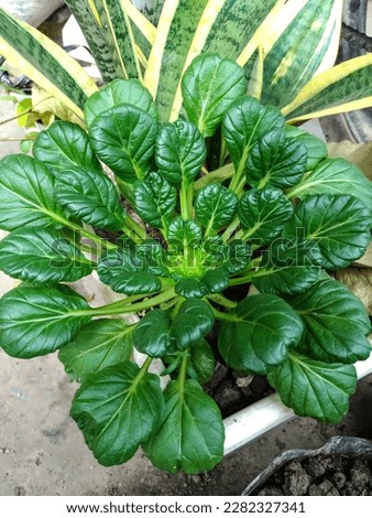 Tatsoi or Tat Choy (Brassica Rapa subsp. Narinosa) Vegetable Thrive Near Sansevieria Plant in A Pot Royalty-Free Stock Photo #2282327341
