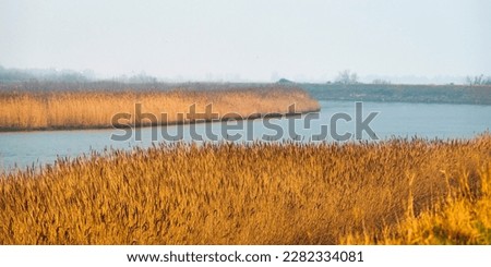 nature sceneries inside the Delta of the river Po during a winter season, Veneto Italy