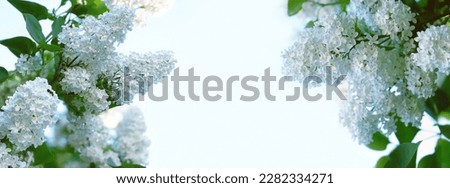 Spring nature background. beautiful white flowers of lilac tree on abstract light natural backdrop. Floral romantic spring image. copy space. template for design. banner