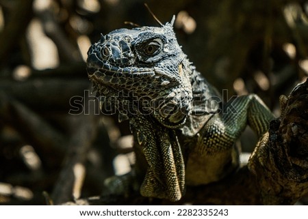 Belize Iguana close up of eye and skin, isolated iguana blue in colour 