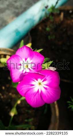 A beautiful pink Phlox flower image 