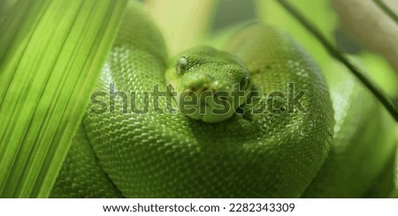 Snakes are elongated, limbless, carnivorous reptiles of the suborder Serpentes. Like all other squamates, snakes are ectothermic, amniote vertebrates covered in overlapping scales. Royalty-Free Stock Photo #2282343309