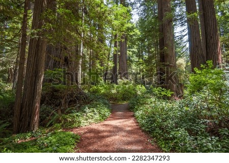 Redwood National Park in California Royalty-Free Stock Photo #2282347293