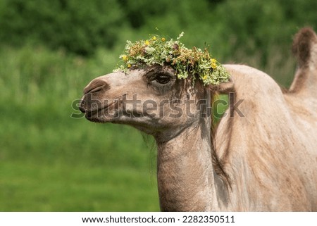 Bactrian camel with a wreath of flowers on its head