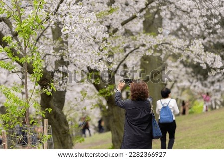 Elderly woman taking pictures of cherry tree branches with white and pink flowers in full blossom. Selective focus, blurred background, shallow depth of field. Space for copy. High Park, Toronto.