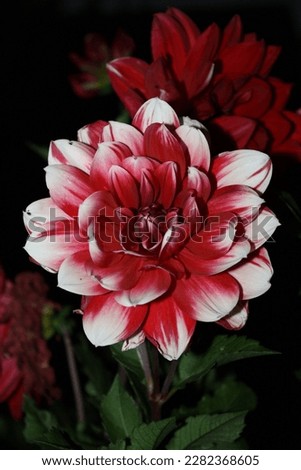 Close-up vertical photo of a dahlia flower with red-white petals on a black background