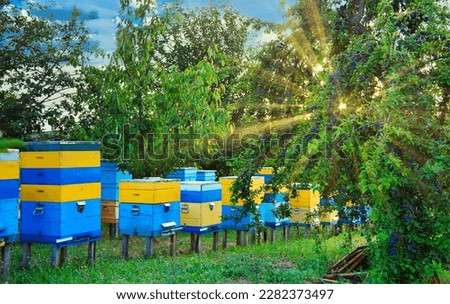 Bee hives in fruit farm outdoor. Natural honey. Honey and bees. Bee farm evidence inside fruit farm trees. 