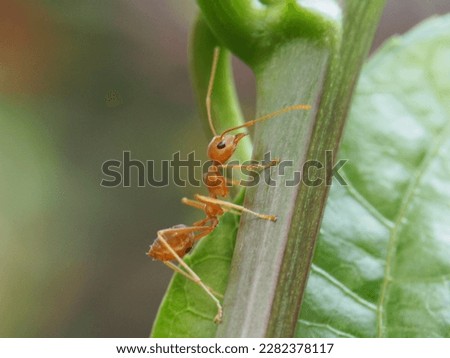 Rangrang ants or fire ants or red ants in macro photo format, ants walking on branches, walking on tree branches