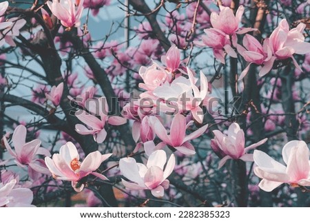 Beautiful fresh magnolia flowers in full bloom, close up. Blossoming trees in spring. Natural background.