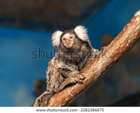 The picture was taken at the zoo, Baku, Azerbaijan. December  2022.
The common marmoset (Callithrix jacchus) also called white-tufted marmoset or white-tufted-ear marmoset is a New World monkey.