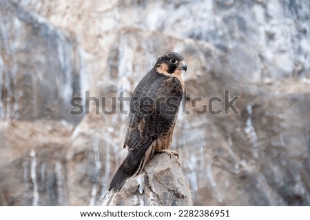 The picture was taken at the zoo, Baku, Azerbaijan. December 2022.
Falcon.