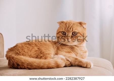 a red cat of the Scottish fold breed Royalty-Free Stock Photo #2282387927