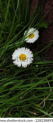 Spring flowers. Daisies. Summer day 