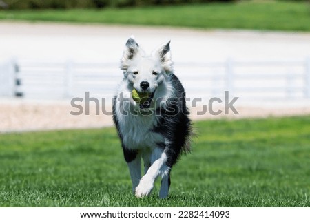 Black and white border collie running through the park with a ball. Companion animals. Shepherd dog. Purebred dogs.