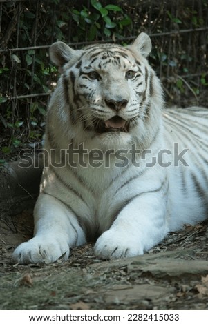 White Albino Tiger in the Zoo